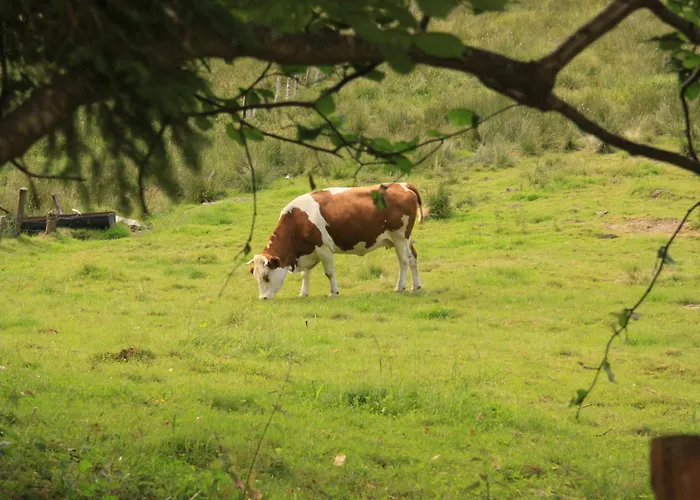 Notre Dame Des Monts * Ban-sur-Meurthe-Clefcy